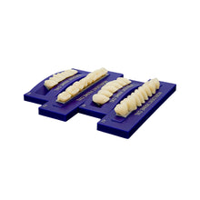 Load image into Gallery viewer, Nobildent Prime DXL Artificial Denture Teeth Posteriors 33°