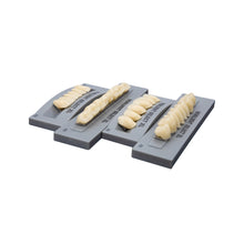 Load image into Gallery viewer, NOBILDENT Select XL Denture Teeth
