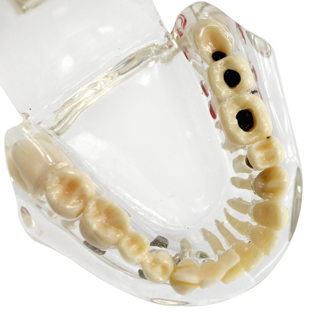 Dental Fake Teeth Study Model 